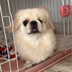 里親募集 ペキニーズ 6歳 メス