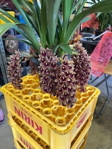 【引き取り限定】金稜辺2鉢　各4株計14株