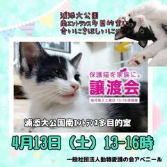 4月13日アベニール譲渡会&いろはさん写真展コラボ開催