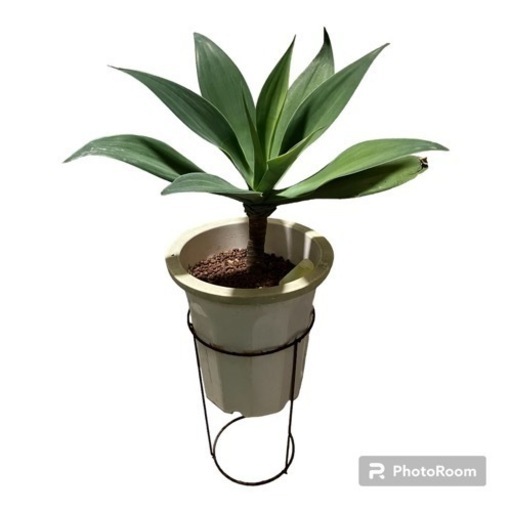 観葉植物 アガベ アテナータ?