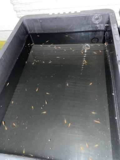 楊貴妃メダカ　若魚\n10匹