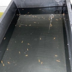 楊貴妃メダカ　若魚
10匹