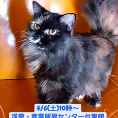 4/6(土)譲渡会♪1月生サイベリアン♀トーティ