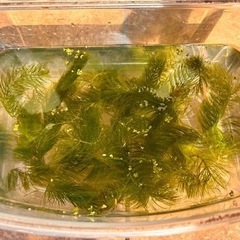 マツモ　水草　　　の画像