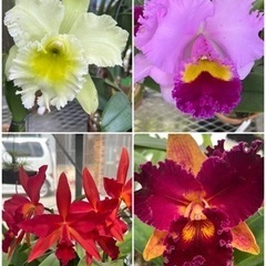 ランの花鉢植え　苗　ガーデニング　代理出品
