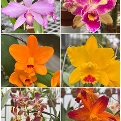 ランの花鉢植え　苗　ガーデニング　代理出品の画像