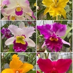 ランの花鉢植え　苗　ガーデニング　代理出品の画像