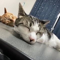 ボドゲ、猫ちゃん、お酒が好きな人！！ - その他