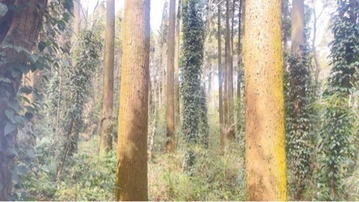 立木売ります。(杉、その他)