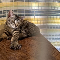 元気な♂猫