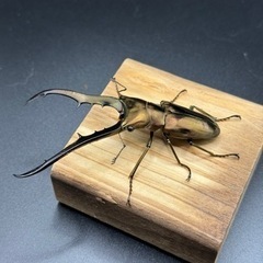 メタリフェルホソアカクワガタ トリオ ペレンの画像