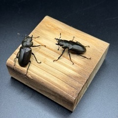 メタリフェルホソアカクワガタ トリオ ペレンの画像