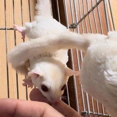 フクロモモンガ アルビノ︎︎ ♀の画像