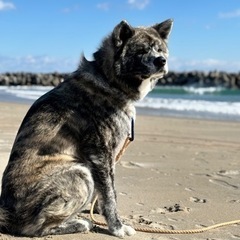 秋田犬 オス2歳7ヶ月 - 郡山市