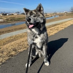 秋田犬 オス2歳7ヶ月