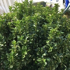 観葉植物　マサキの画像