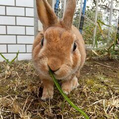 大根の”葉っぱ”ニンジンの”葉っぱ”　下さい！