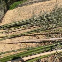 竹，🎋タケ、たけの画像