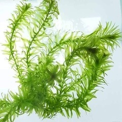 水草　オオカナダモ