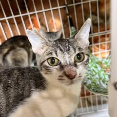 多頭崩壊の猫たち残り9頭の里親募集中(=^・^=) − 福岡県