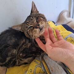 多頭崩壊の猫たち残り12頭の里親募集中(=^・^=)