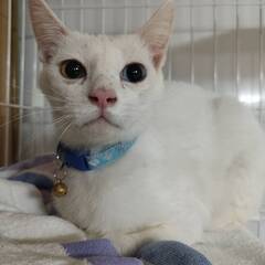 多頭崩壊の猫たち残り9頭の里親募集中(=^・^=) - 大牟田市