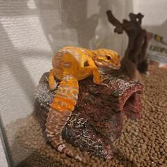 ヒョウモントカゲモドキ(レオパードゲッコー)