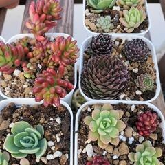 値下げしました!　多肉植物色々‼の画像