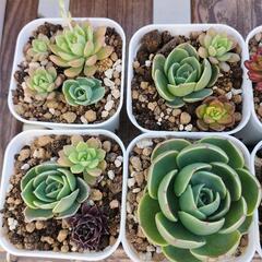 値下げしました!　多肉植物色々‼の画像