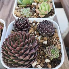 値下げしました!　多肉植物色々‼の画像