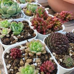 値下げしました!　多肉植物色々‼