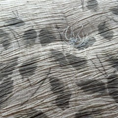 【決まりました】夏用座布団10枚の画像