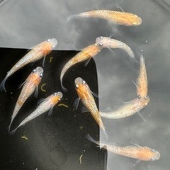 🐟メダカ🐟　今シーズンの無人販売始めました‼️の画像