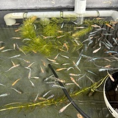🐟メダカ🐟　今シーズンの無人販売始めました‼️の画像