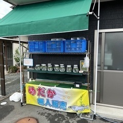 🐟メダカ🐟　今シーズンの無人販売始めました‼️の画像