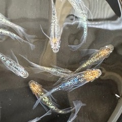 🐟メダカ🐟　今シーズンの無人販売始めました‼️の画像