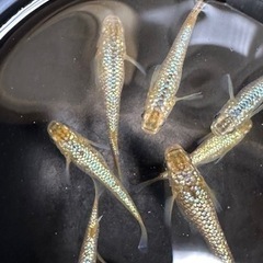 🐟メダカ🐟　今シーズンの無人販売始めました‼️の画像