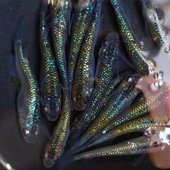 〆完売　アグ王 メダカ 若魚 無選別