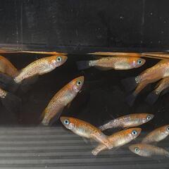 〆完売　王華 赤勝ち メダカ 若魚 11匹の画像