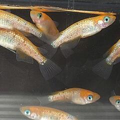 〆完売　王華 赤勝ち メダカ 若魚 11匹