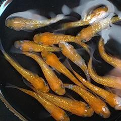 〆完売　王華 赤勝ち メダカ 若魚 11匹の画像