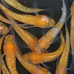 〆完売　王華 赤勝ち メダカ 若魚 11匹の画像