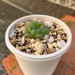 生活雑貨 家庭用品 ガーデニング