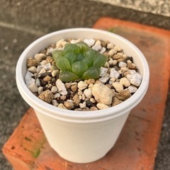 生活雑貨 家庭用品 ガーデニングの画像