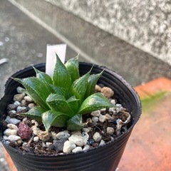 生活雑貨 家庭用品 ガーデニング