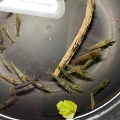 ミナミヌマエビの画像