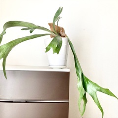 コウモリラン　ヒカクシダ　　約７０cm　　鉢付きの画像