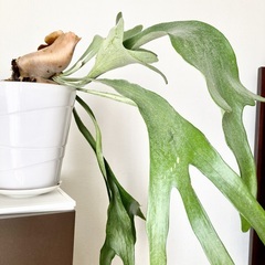 コウモリラン　ヒカクシダ　　約７０cm　　鉢付きの画像