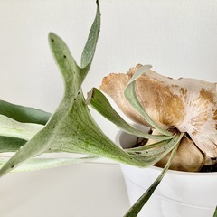 コウモリラン　ヒカクシダ　　約７０cm　　鉢付きの画像