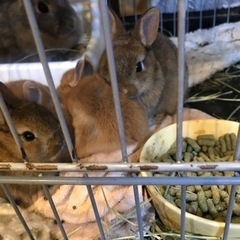 赤ちゃんうさぎ&父うさぎ